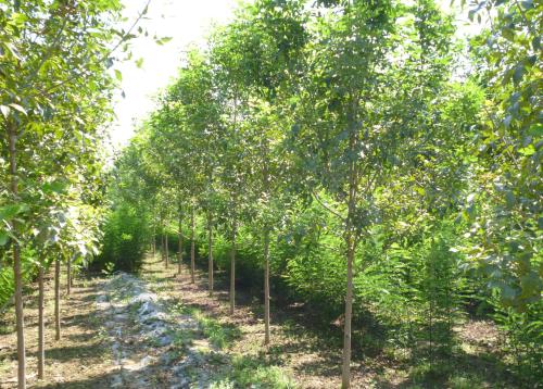 山東供應(yīng)白臘樹 濱州白臘 菏澤白臘