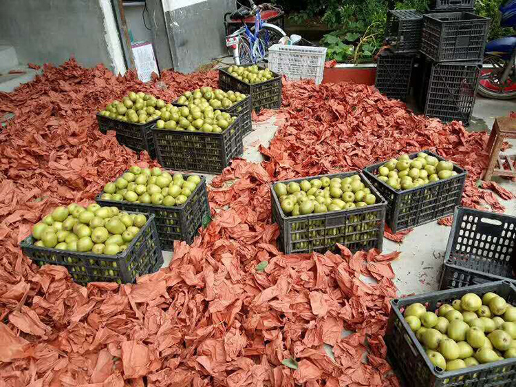四川蒼溪紅心獼猴桃