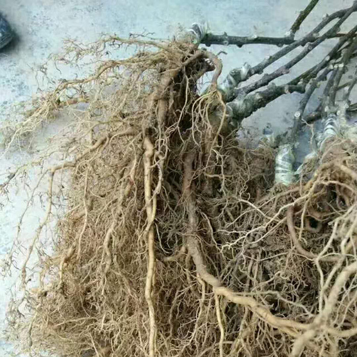 四川蒼溪紅心獼猴桃樹(shù)苗