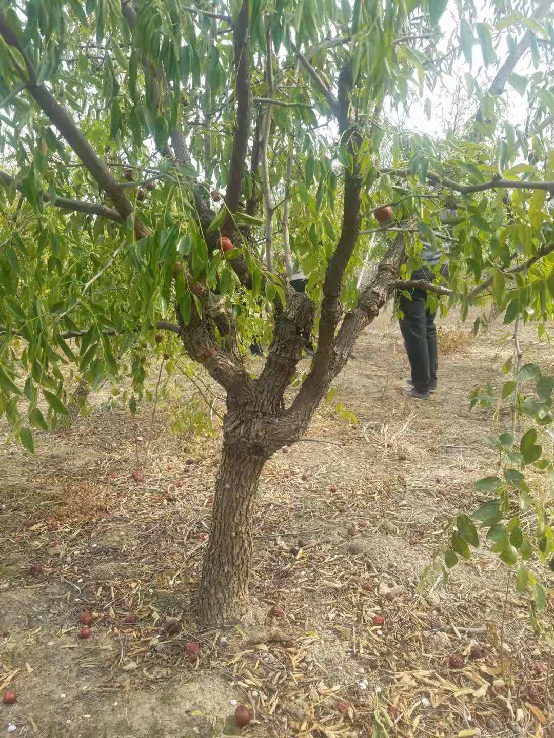 優(yōu)質(zhì)棗樹供應商  山東棗樹苗基地  泰安棗樹采購報價 山東棗樹廠家批發(fā)  高質(zhì)量棗樹哪家好 廠家報價