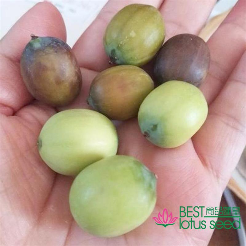 水果蓮子 草蓮子老蓮子麻蓮子 尚品蓮皇產(chǎn)地批發(fā)供應(yīng)