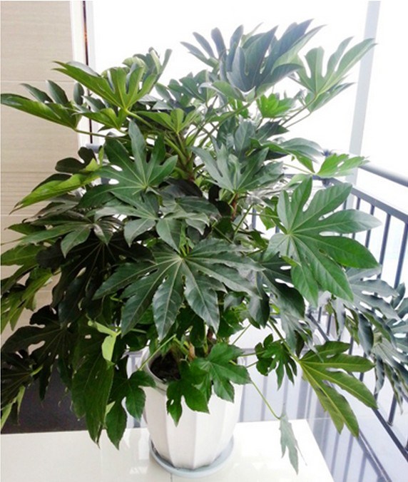 武漢單位辦公室盆栽花卉出租，武漢單位綠植銷售維護(hù)