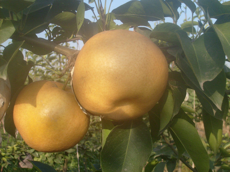 秋月梨苗，稀世紅梨苗，圓黃梨苗，皇冠梨苗，晚秋黃梨苗