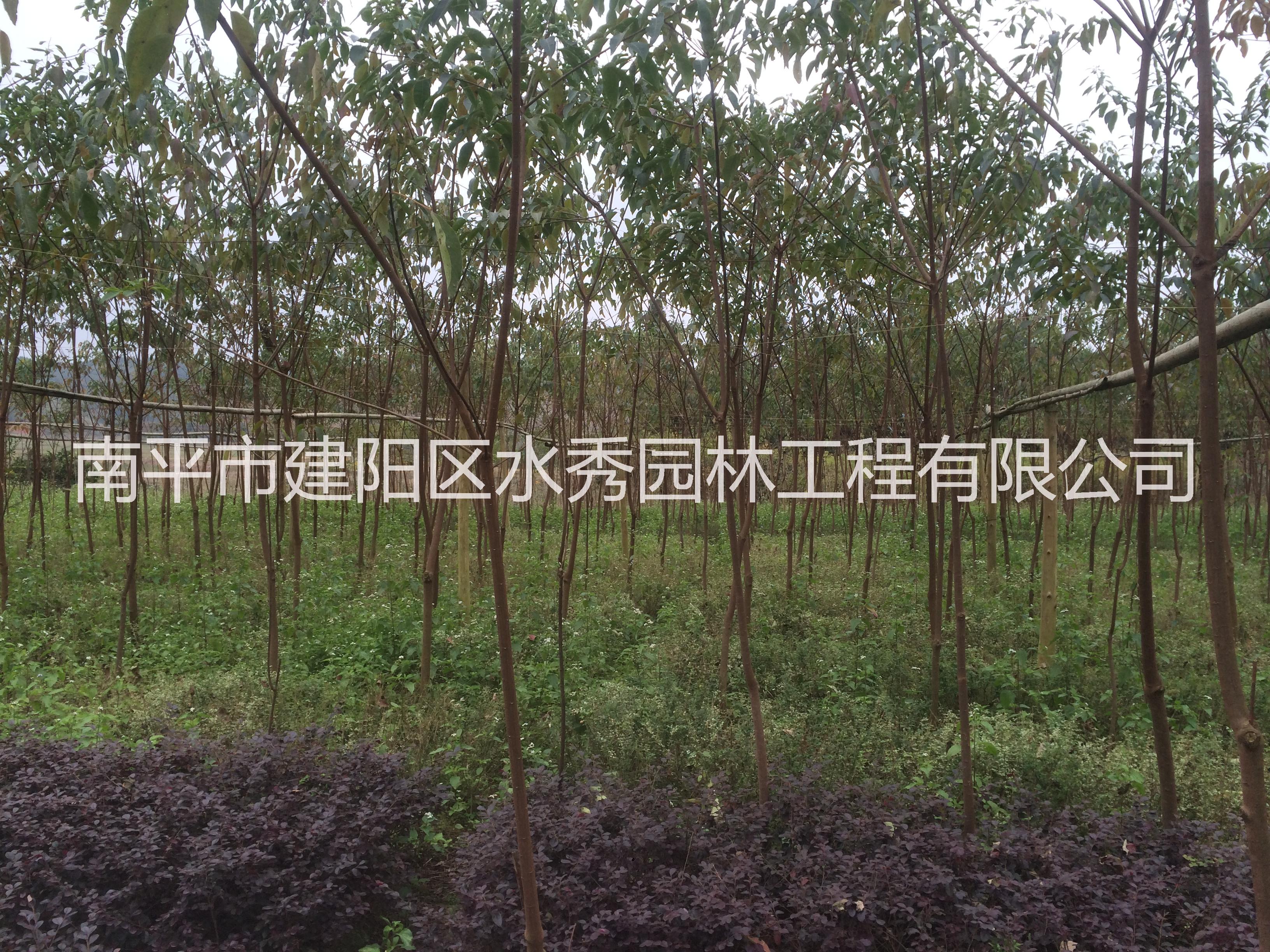 山烏桕
