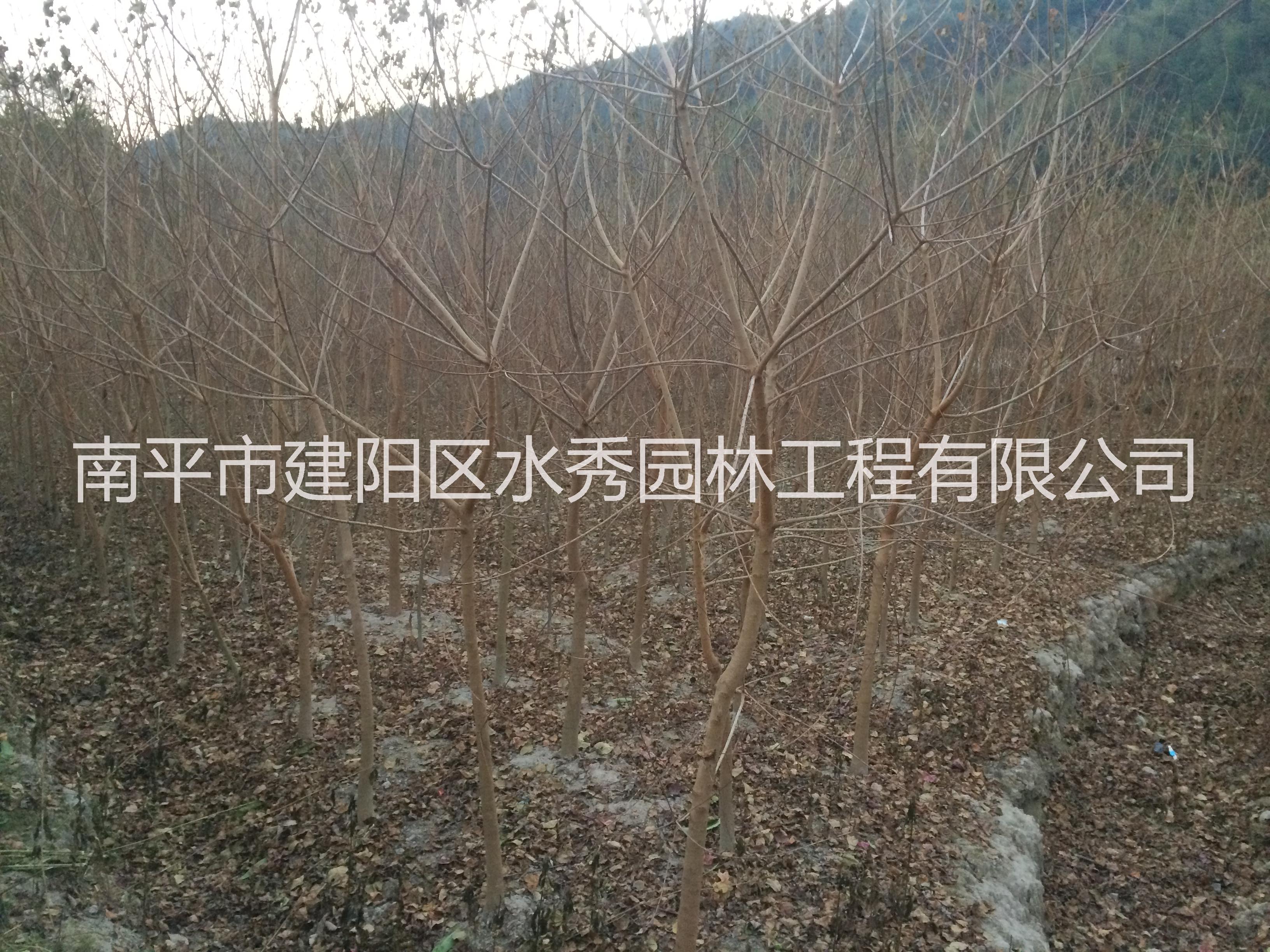 山烏桕