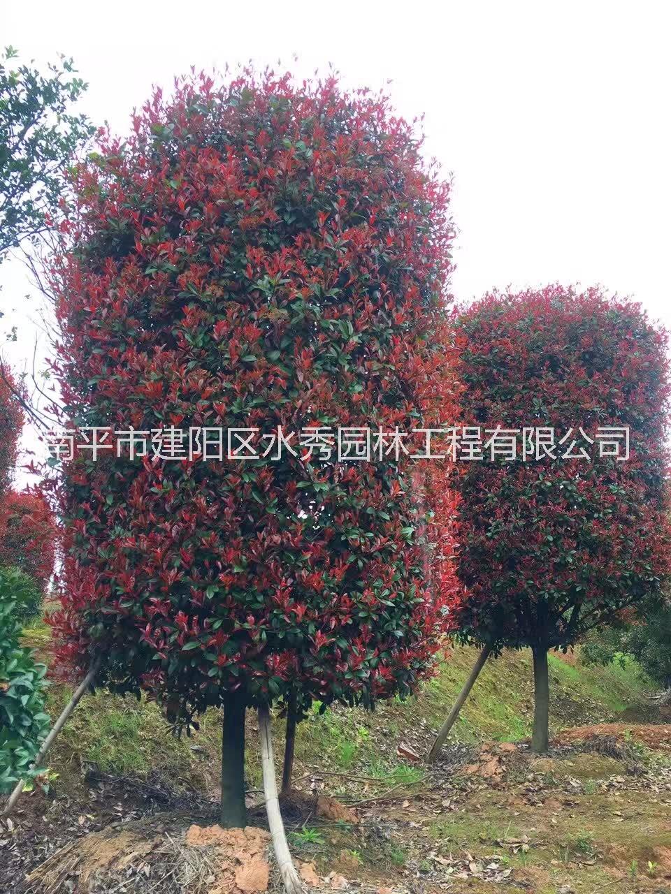 紅葉石楠