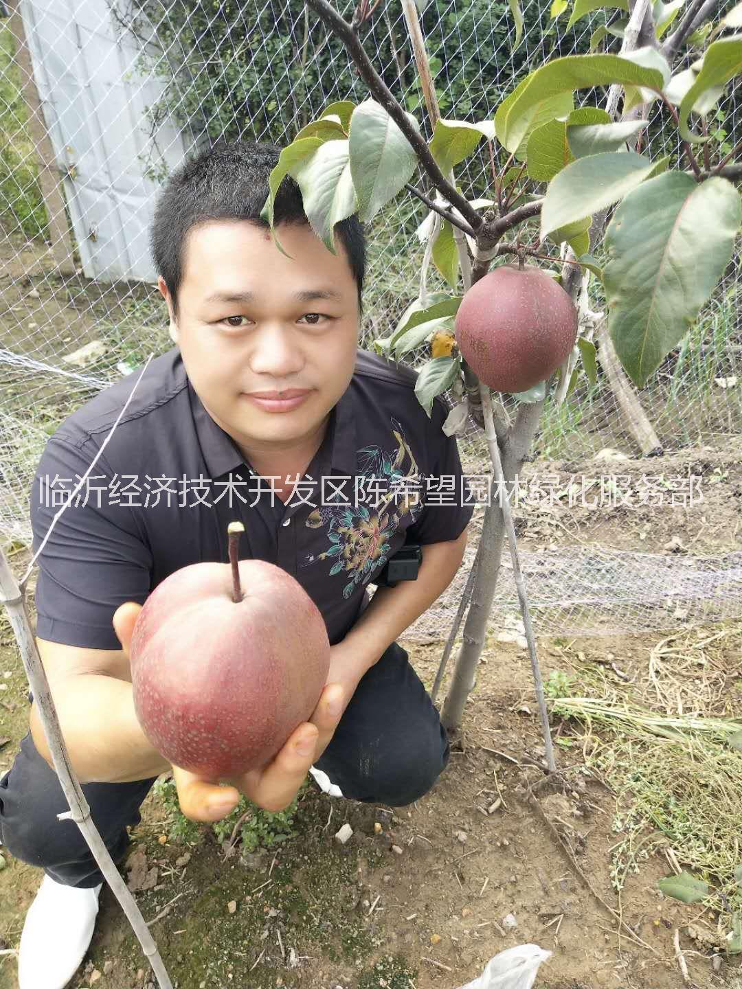 稀世紅梨苗，晚秋黃梨苗，富硒梨苗，愛宕梨苗，圓黃梨苗