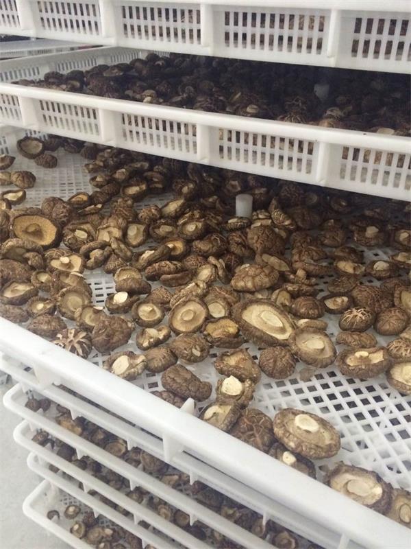 新款香菇烘干機(jī)多少錢