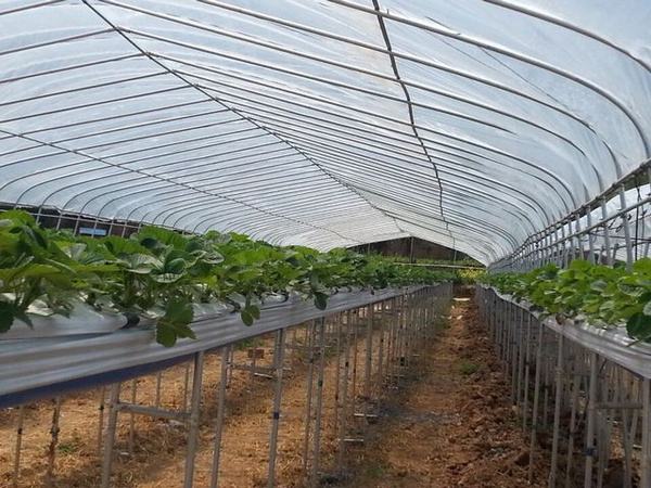 采摘園溫室 無(wú)土栽培采摘園 山東哪里供應(yīng)薄膜采摘園大棚