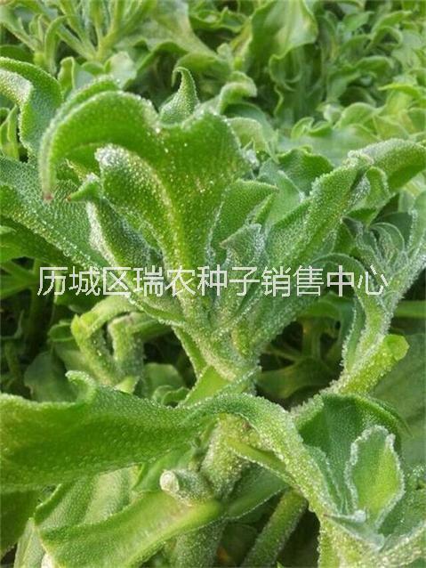 保健蔬菜 非洲冰草種子