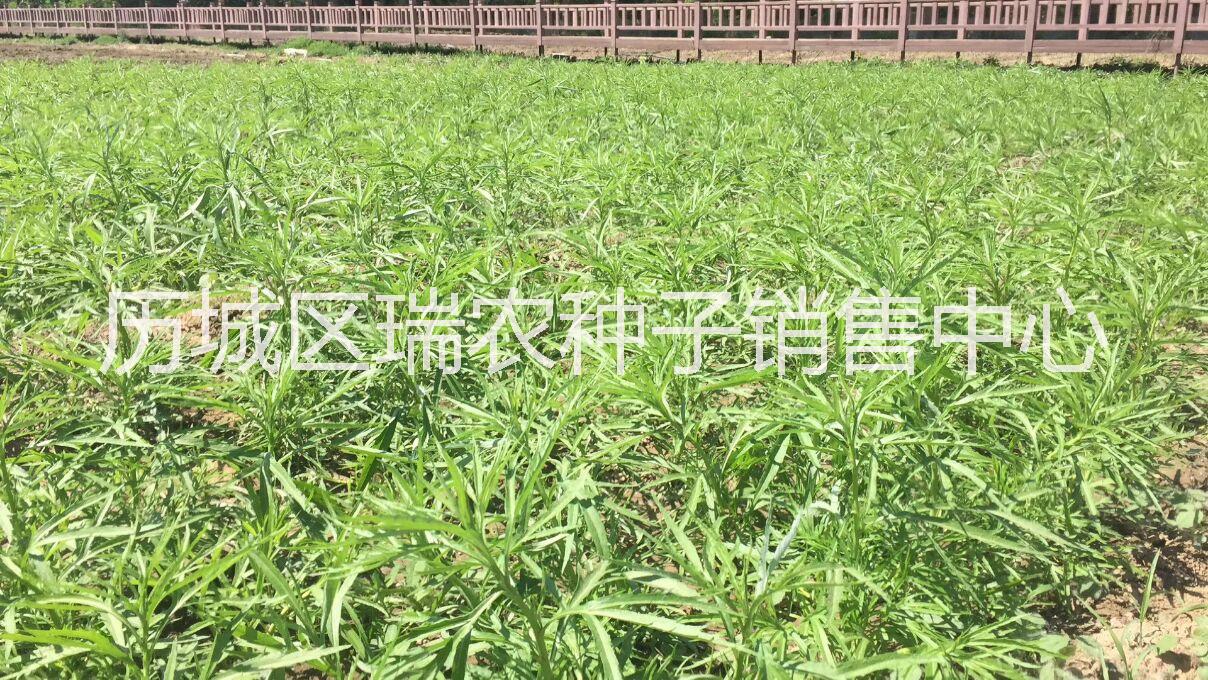 柳蒿種苗 柳蒿種苗蔬菜種子