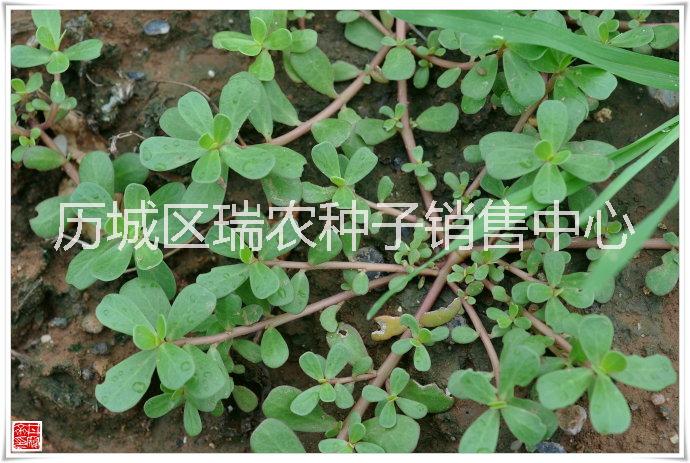 野菜種子批發(fā) 馬齒莧種子價(jià)格