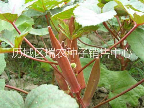 雜交一代紅秋葵種子 濟(jì)南保健蔬菜