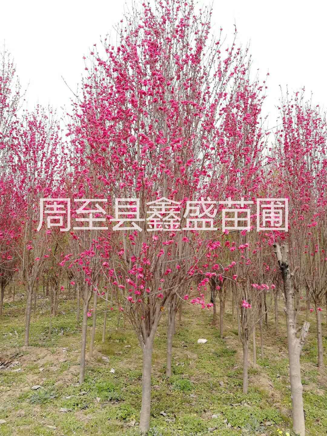 供應(yīng)日本麗桃 陜西帚桃批發(fā)直銷 西安麗桃價(jià)格便宜 名貴風(fēng)景樹 帚桃供應(yīng)日本麗桃 陜西日本麗桃批發(fā)直銷 西安麗桃價(jià)格便