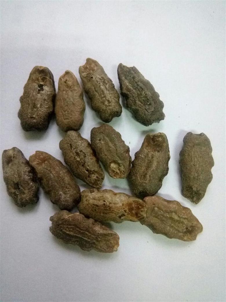 特長(zhǎng)蛇瓜種子