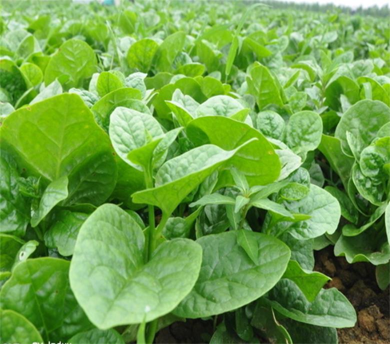 濟南蔬菜種子批發(fā) 木耳菜種子