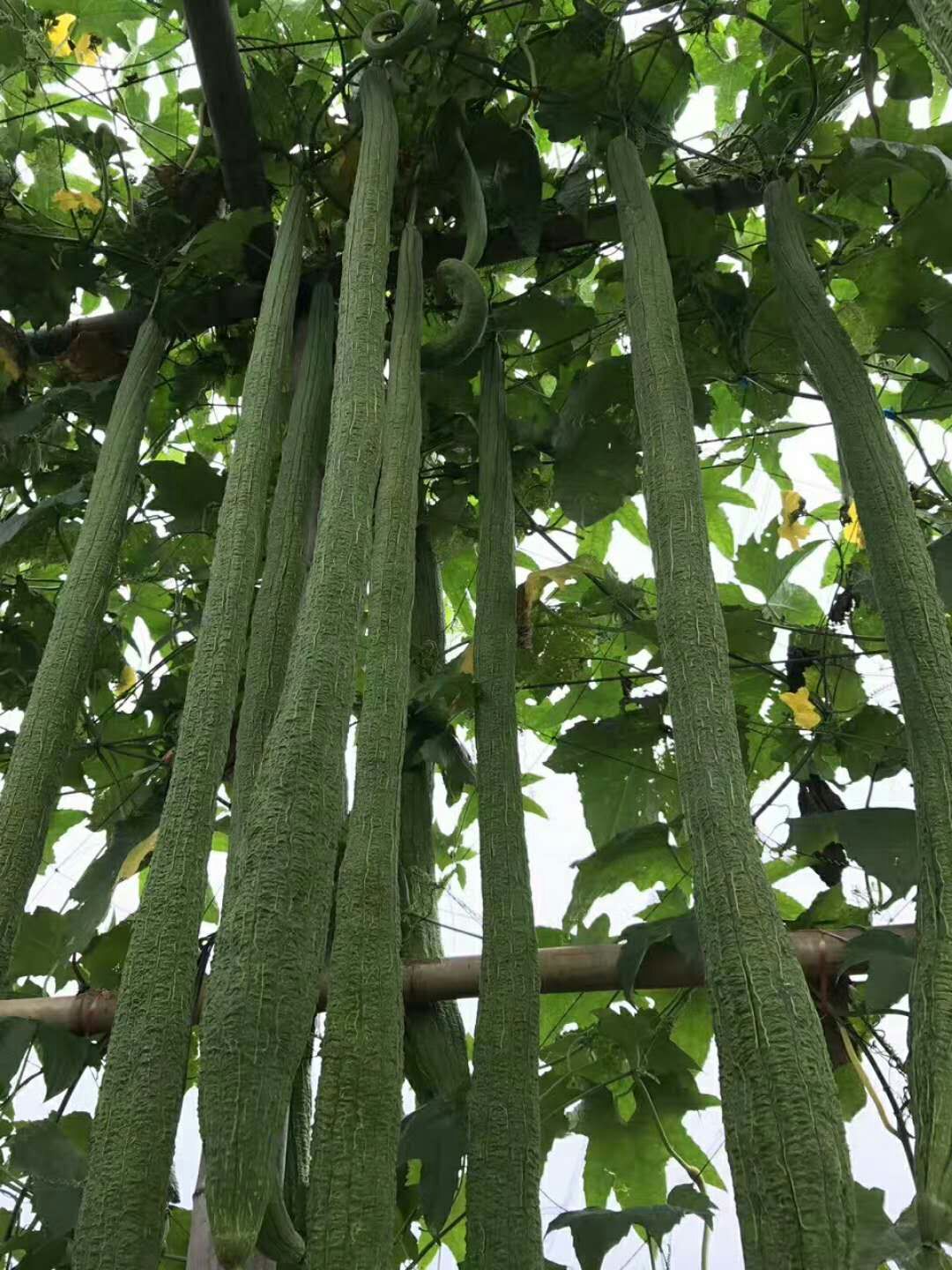 4米超長(zhǎng)太空絲瓜種子