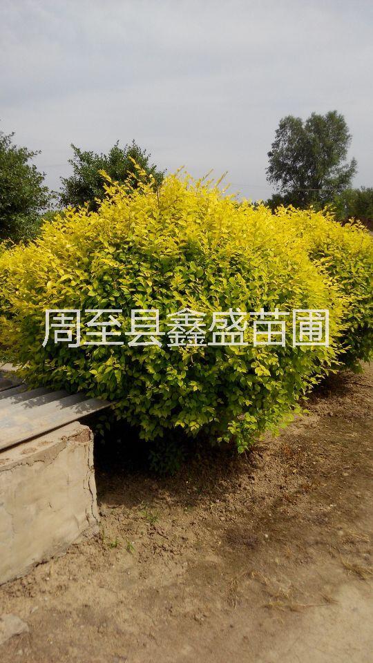 供應(yīng)金葉榆 陜西金葉榆球/金葉垂榆 綠化苗木基地直銷陜西金葉榆 金葉榆苗木