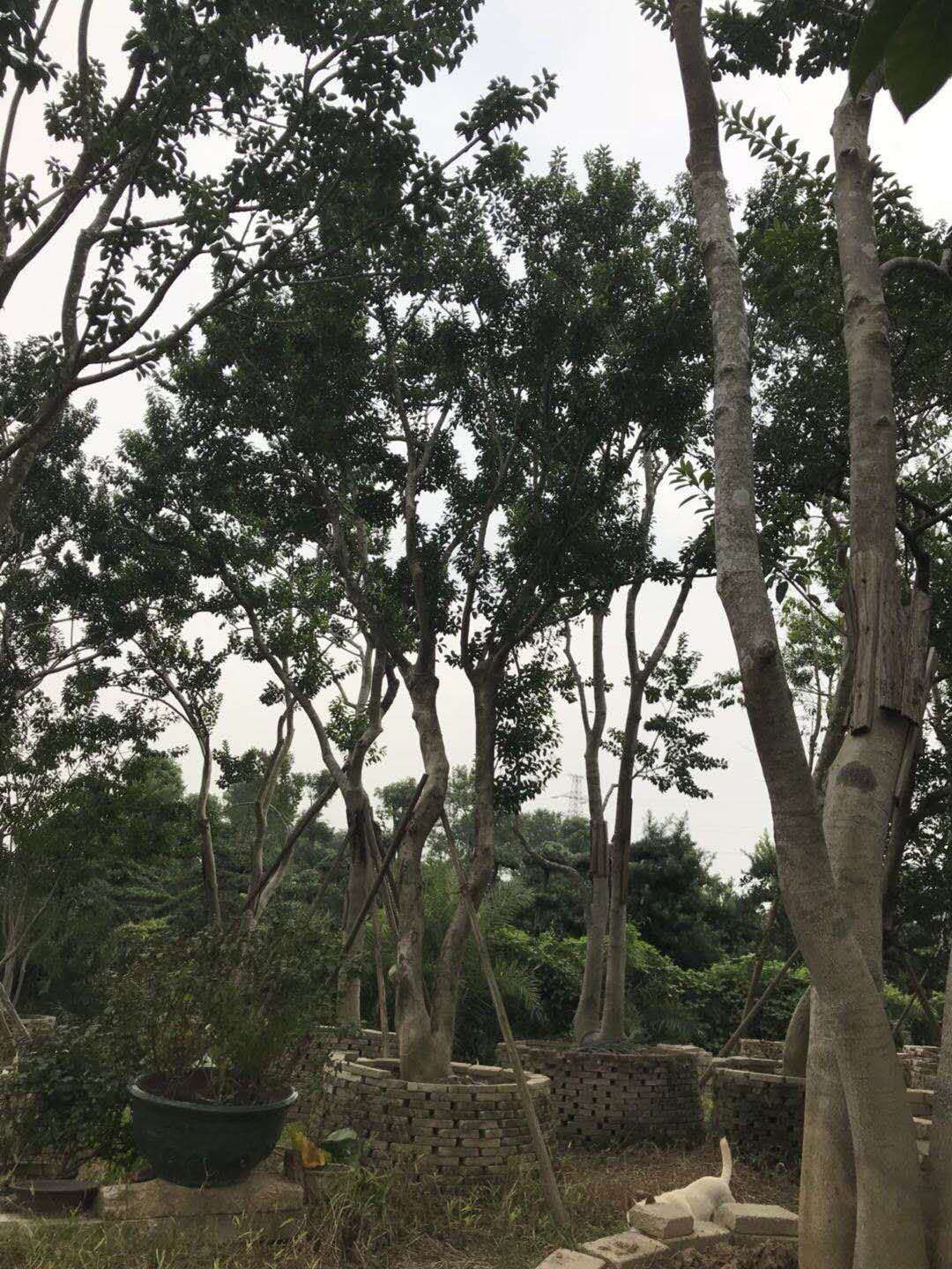 鐵冬青基地鐵-冬青批發(fā)-鐵冬青價(jià)格-叢生鐵冬青批發(fā)報(bào)價(jià)