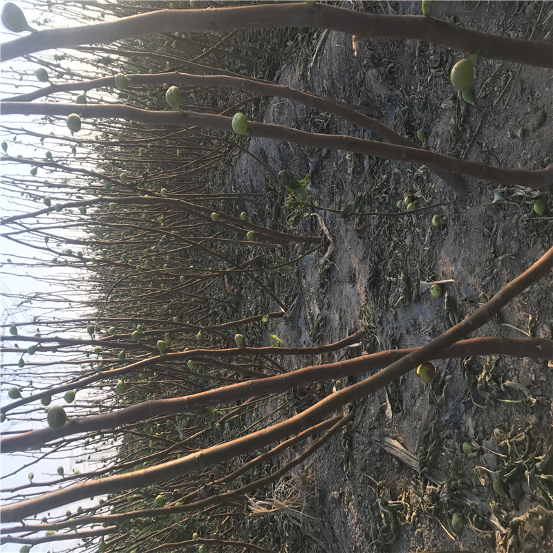 河南省無(wú)花果苗價(jià)格  無(wú)花果苗新品種簽訂合同