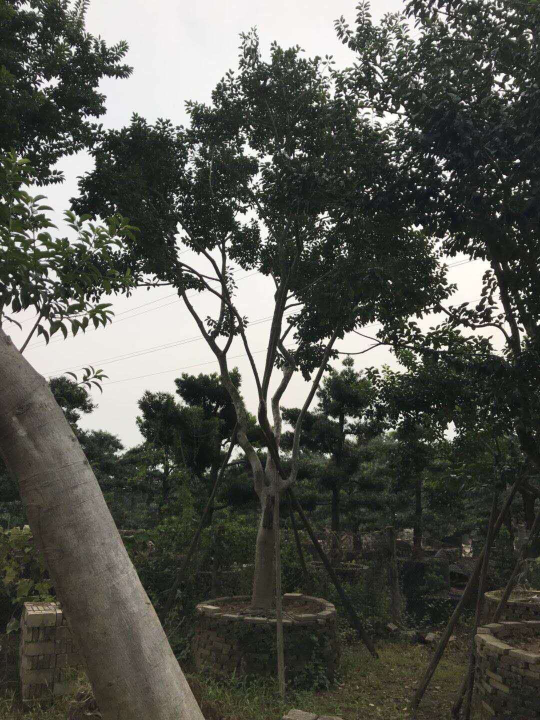 鐵冬青-鐵冬青基地鐵-冬青批發(fā)-鐵冬青價格-廣東單桿鐵冬青