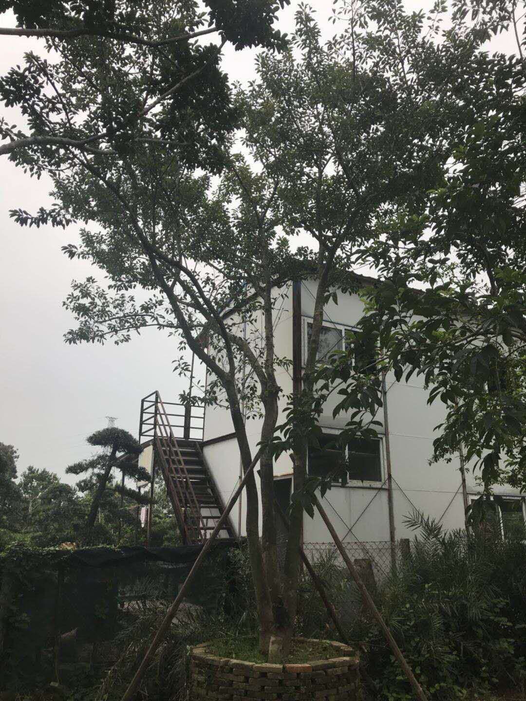 鐵冬青-鐵冬青基地鐵-冬青批發(fā)-哪里有鐵冬青賣