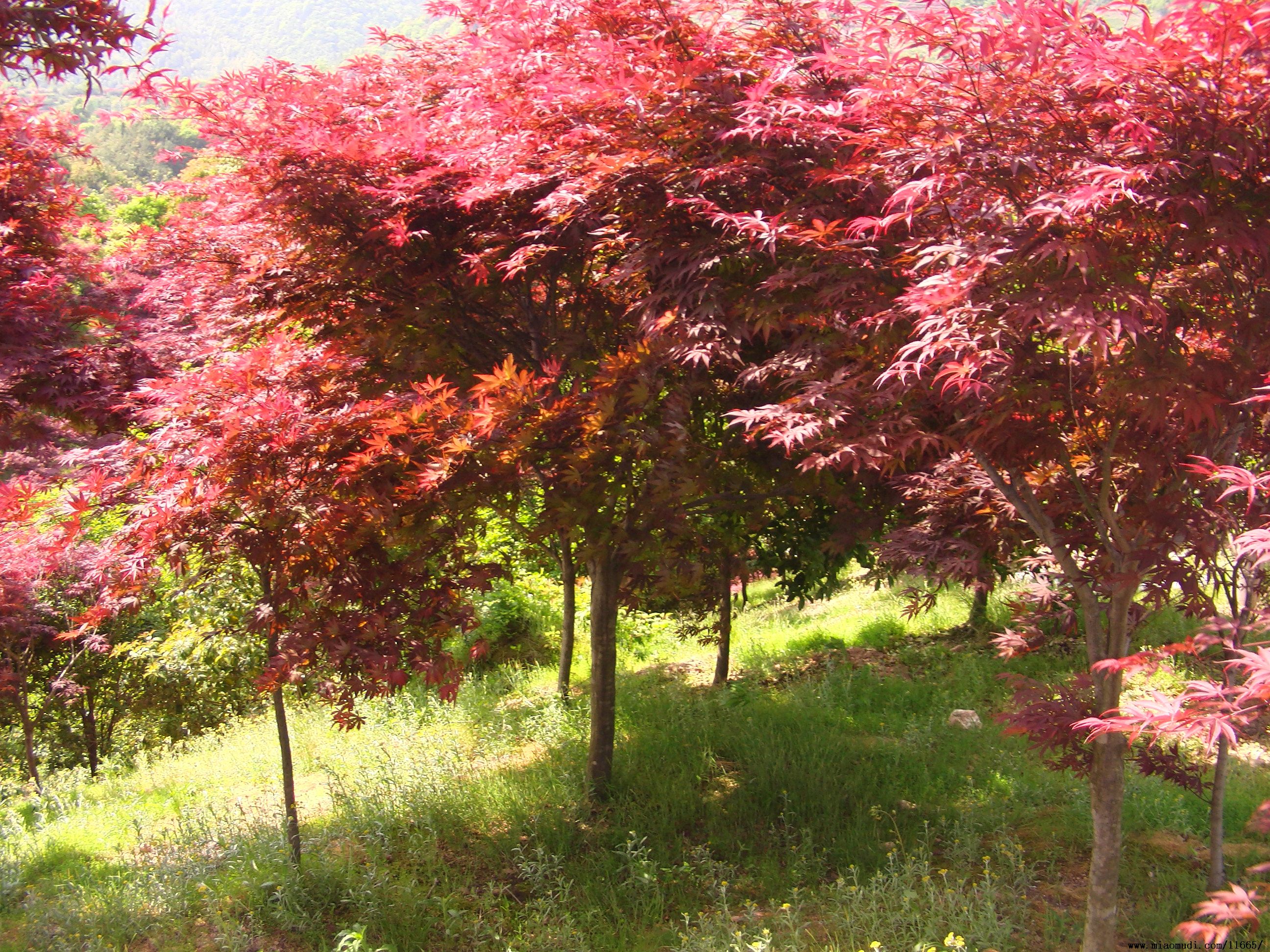 紅楓苗大量出售  紅楓苗 紅楓苗批發(fā) 紅楓苗廠家直銷 西安紅楓苗 紅楓苗價(jià)格
