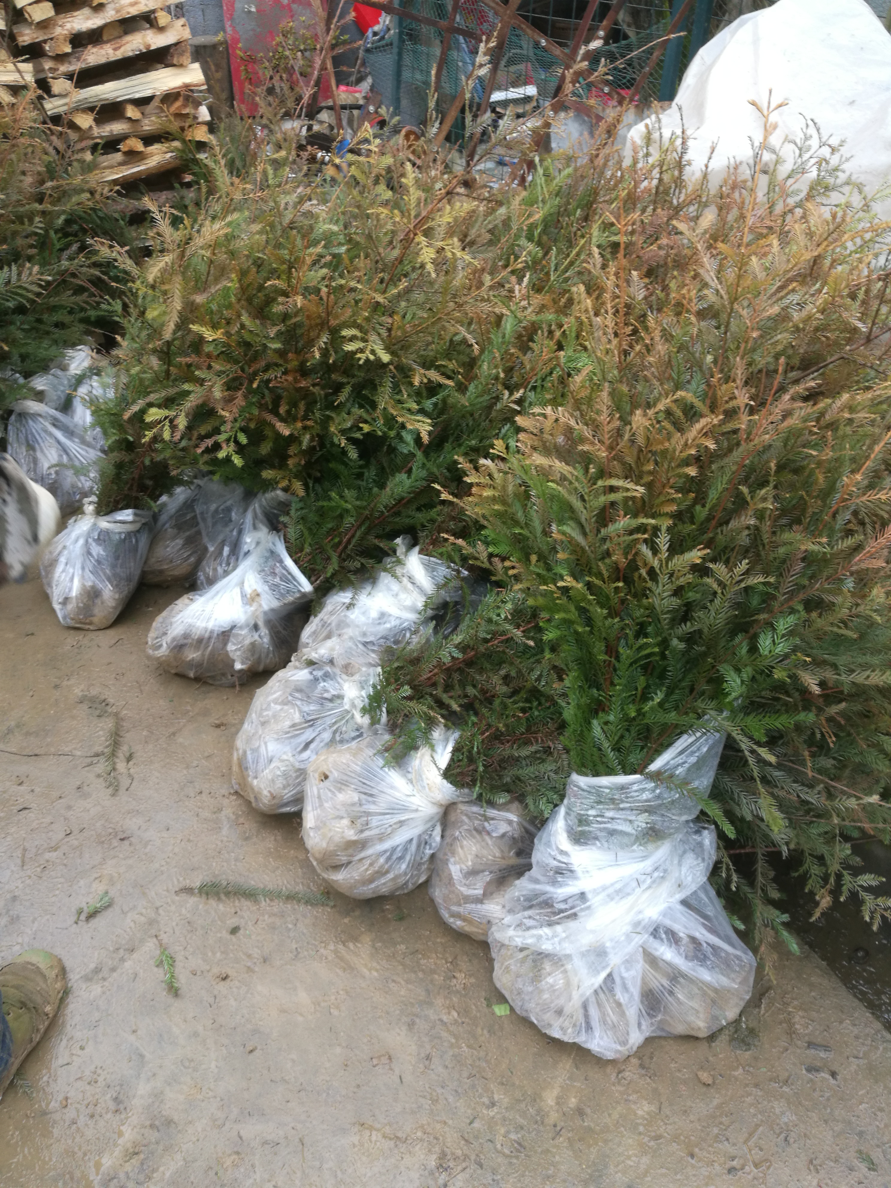 供應(yīng)湖北北美紅杉美國(guó)紅杉樹苗*惠