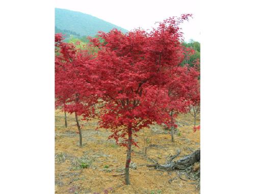 紅楓苗大量出售  紅楓苗 紅楓苗批發(fā) 紅楓苗廠家直銷 西安紅楓苗 紅楓苗價(jià)格