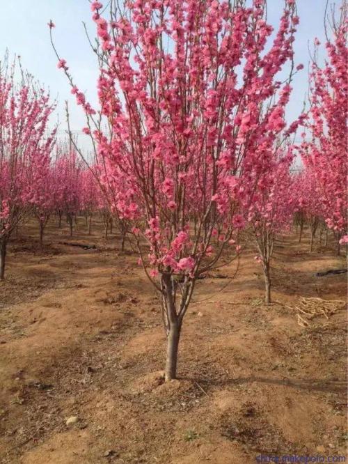 叢生紫荊廠家直銷 叢生紫荊 叢生紫荊批發(fā) 叢生紫荊苗批發(fā) 叢生紫荊種植