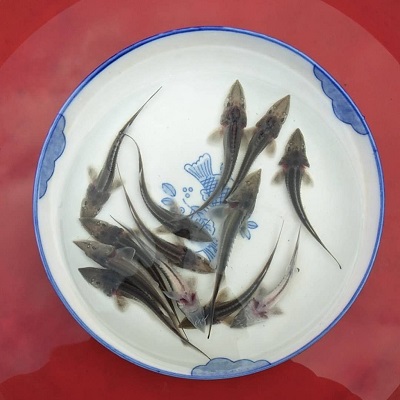 鱘魚可以吃嗎\鱘魚批發(fā)零售鱘魚養(yǎng)