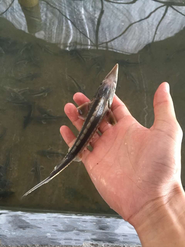 鱘魚可以吃嗎\鱘魚批發(fā)零售鱘魚養(yǎng)