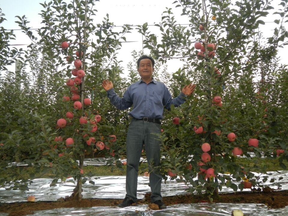 m9t337矮化自根砧紅富士蘋果 m9t337矮化紅富士蘋果苗