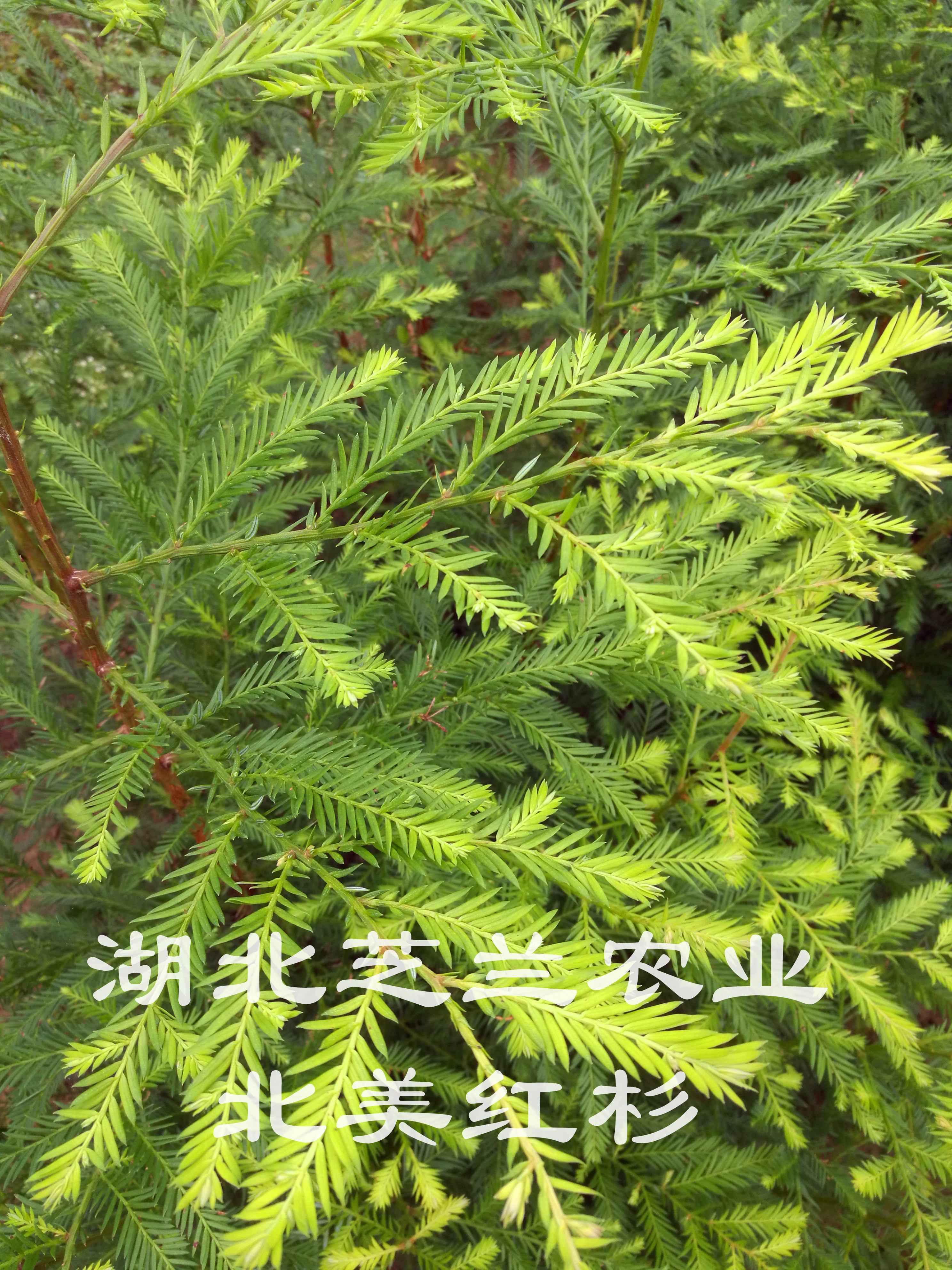 供應(yīng)湖北北美紅杉美國(guó)紅杉樹(shù)苗*惠