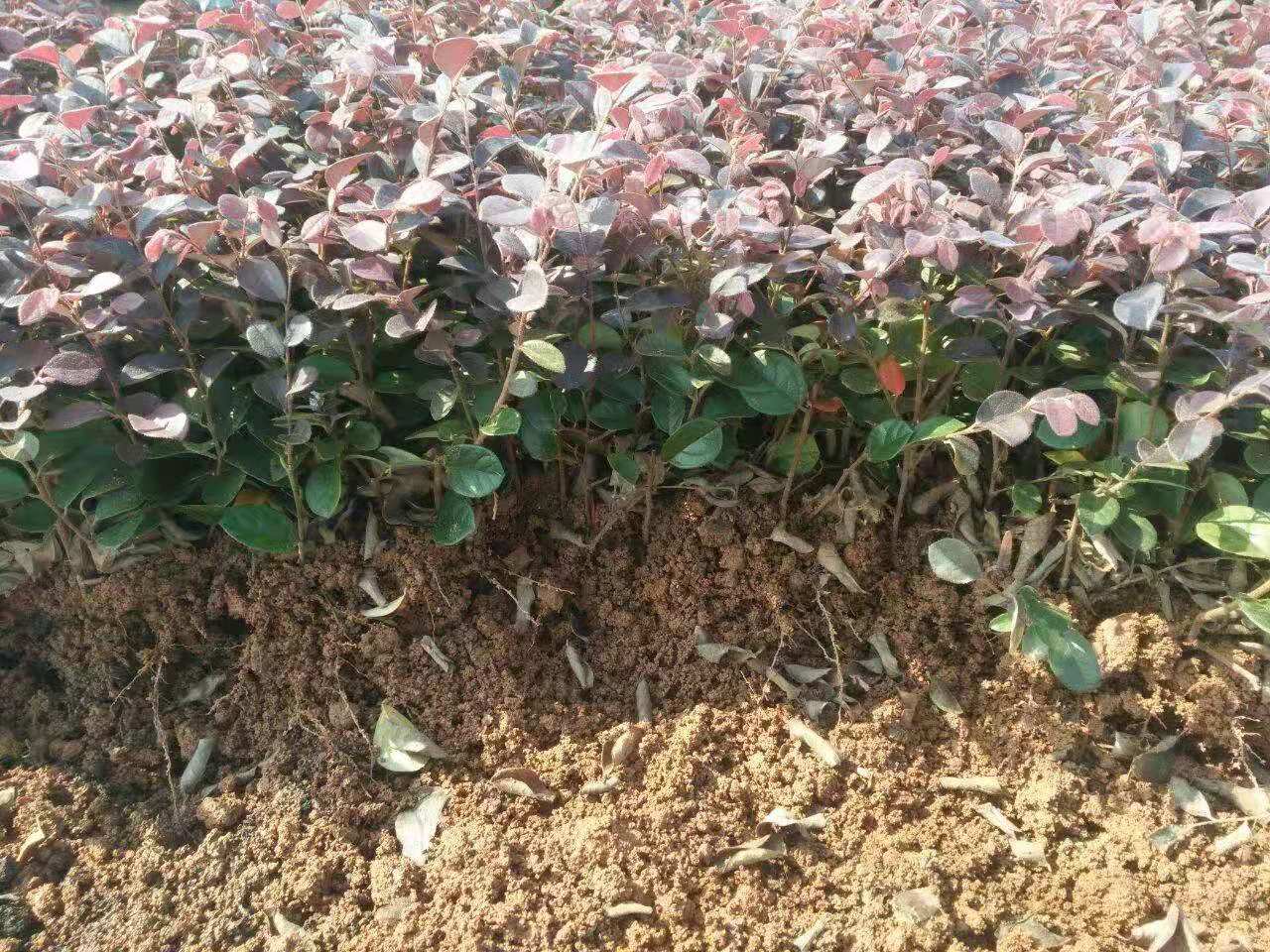 紅繼木小苗