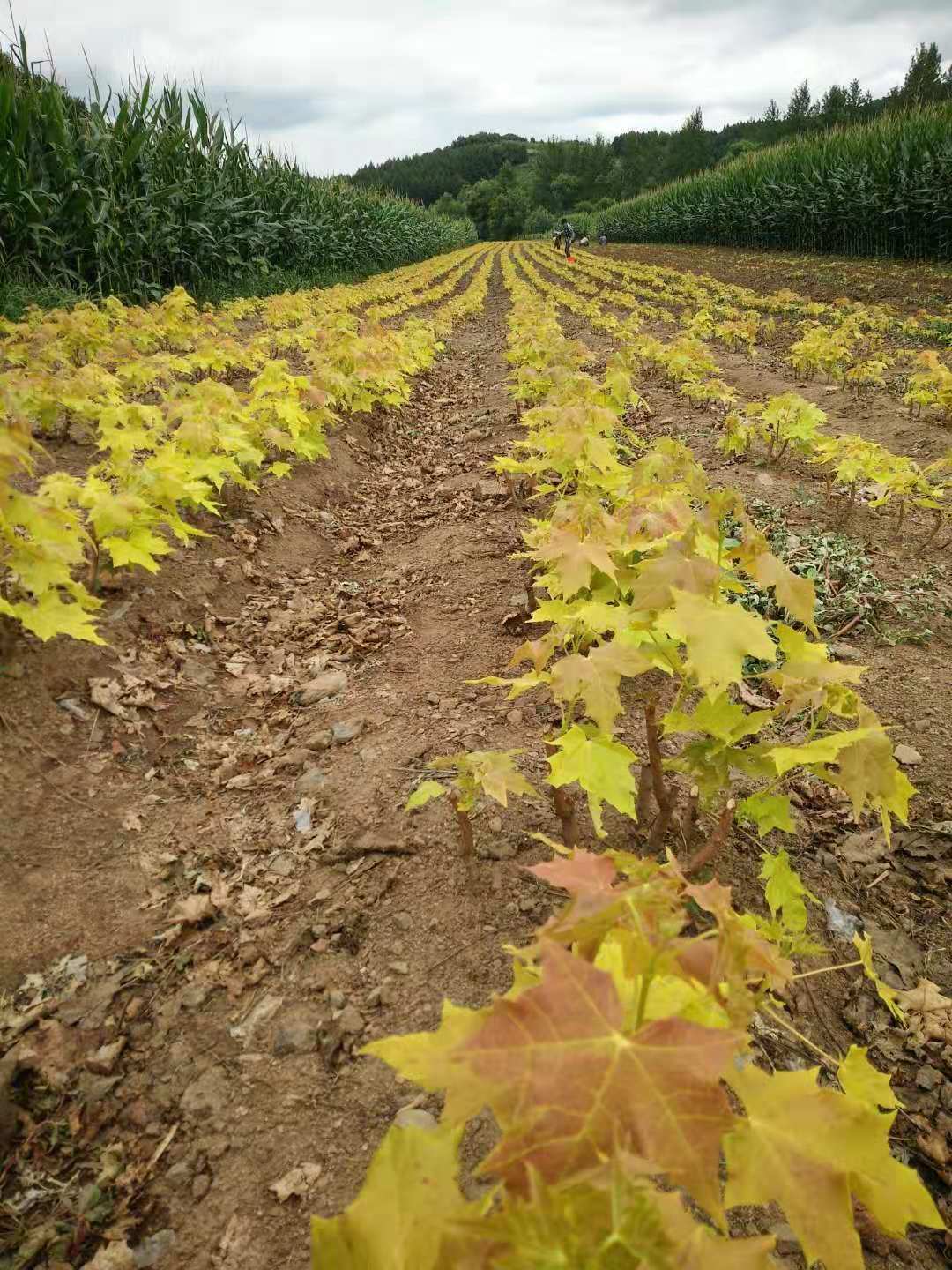 遼寧普林斯頓黃金楓樹苗 耐寒黃金楓至-40℃的*低溫 東順普林斯頓黃金楓嫁接苗