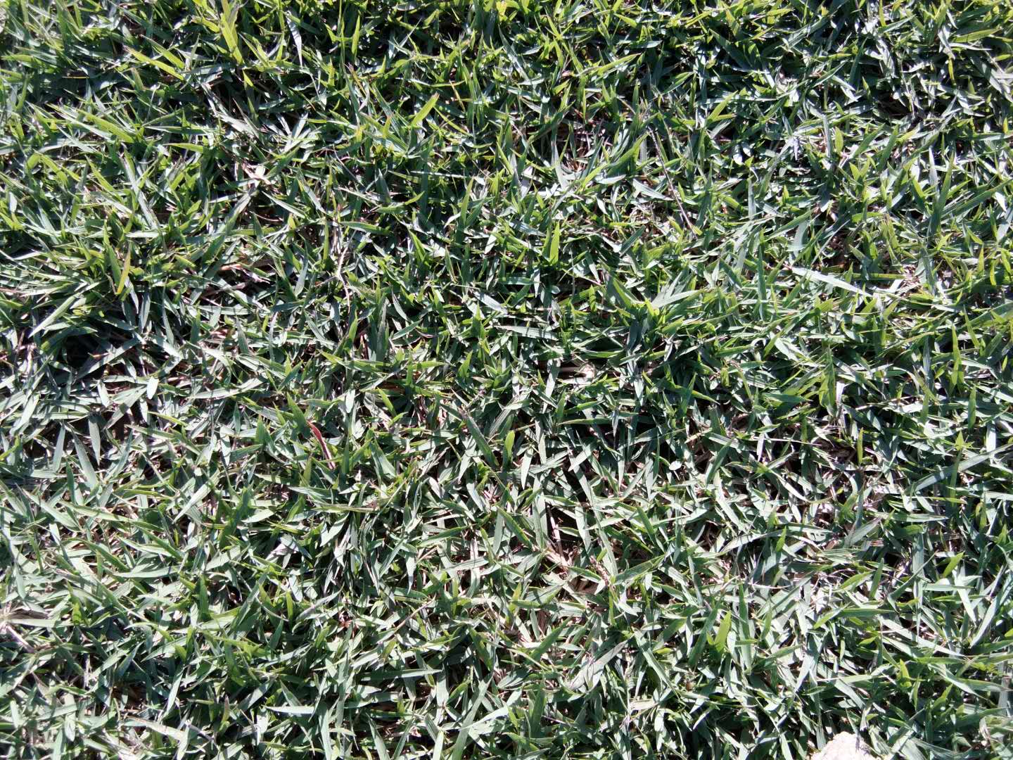 佛山臺(tái)灣青種植基地在哪里、臺(tái)灣青批發(fā)價(jià)格