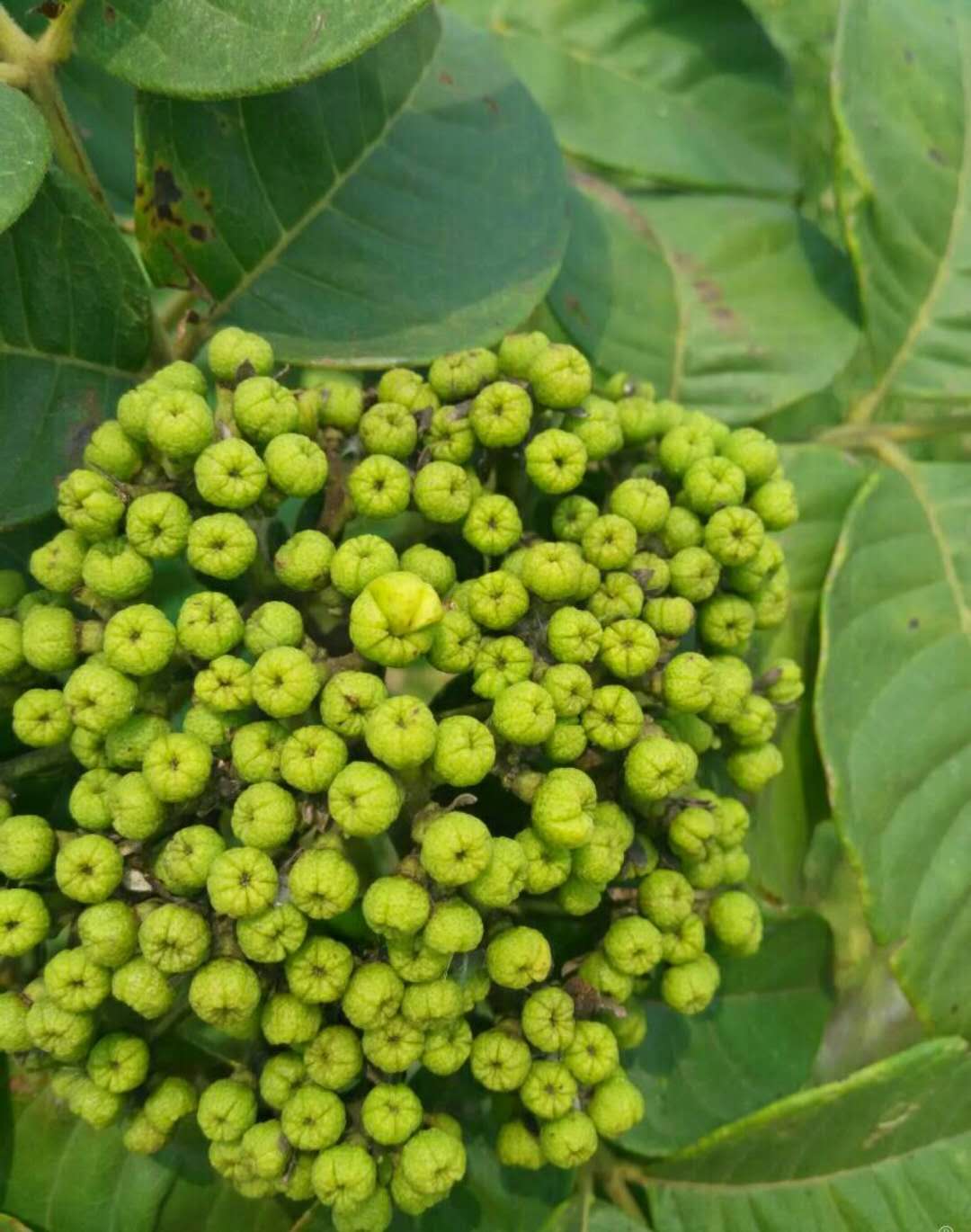 吳茱萸 吳茱萸苗 吳萸