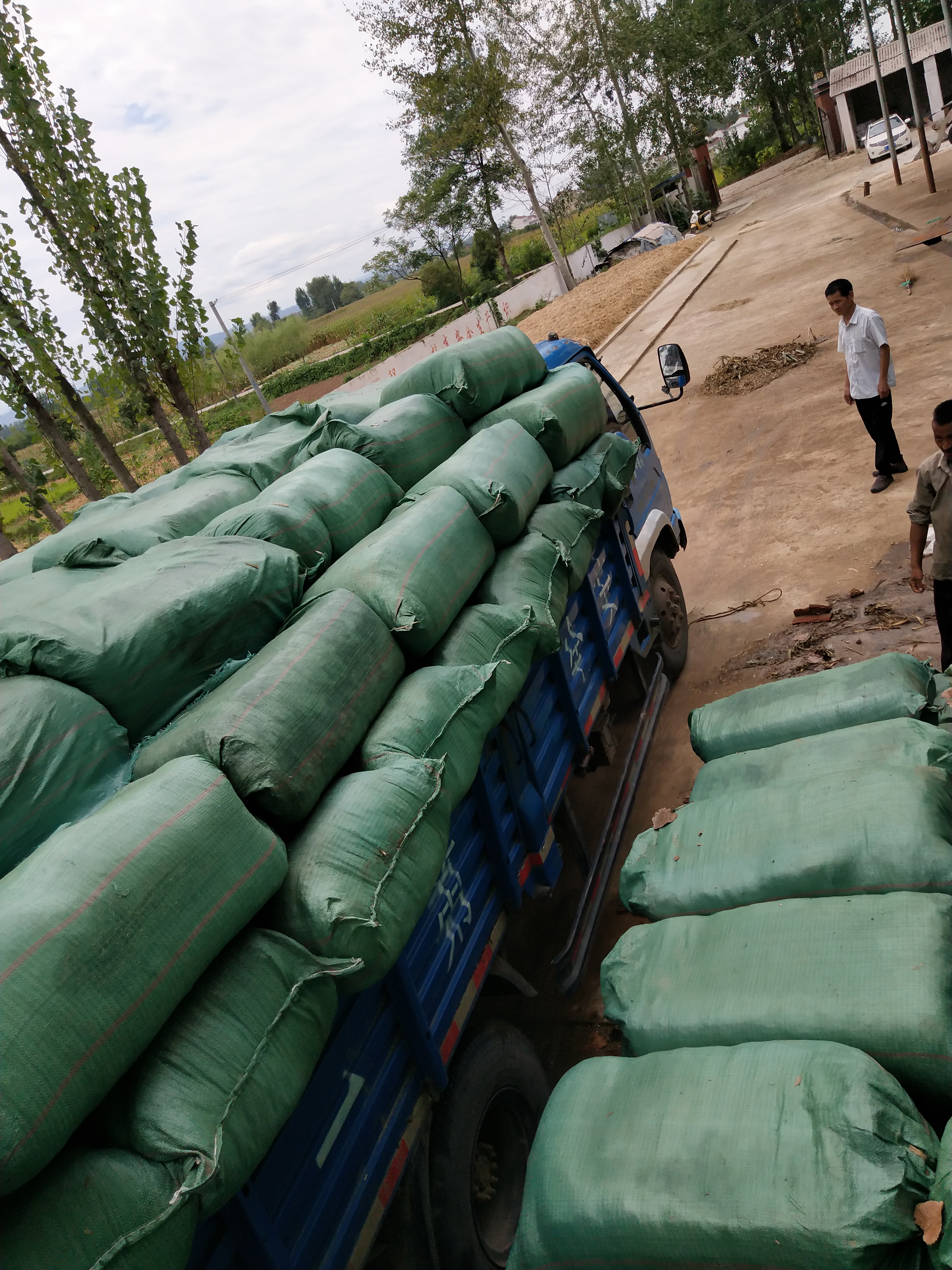 陜西洋縣玉米秸稈青飼料牛羊粗飼料粗飼料廠家?guī)О粲衩浊鄡S家批發(fā)
