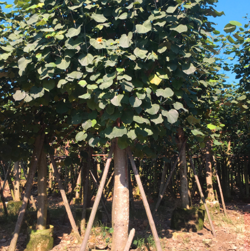 福建黃槿樹(shù)苗 黃槿樹(shù)苗批發(fā) 黃槿樹(shù)苗報(bào)價(jià) 黃槿樹(shù)苗供應(yīng)商 全國(guó)直銷黃槿樹(shù)苗