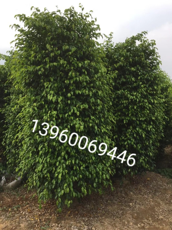 漳州垂葉榕 園林綠化工程 垂葉榕基地批發(fā) 垂葉榕苗木 垂葉榕供應(yīng)商