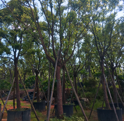 香樟樹苗批發(fā) 香樟樹苗基地 香樟樹苗供應(yīng)商 直銷香樟樹苗 香樟樹苗多少錢