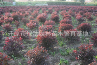 供應密枝紅葉李球 直銷密枝紅葉李球 出售密枝紅葉李球 密枝紅葉李球報價 密枝紅葉李球基地