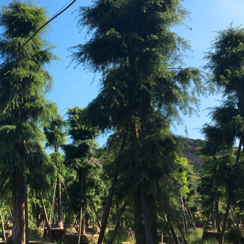 福建杜松樹苗 杜松樹苗批發(fā) 杜松樹苗種植基地 杜松樹苗基地批發(fā) 杜松樹苗報價