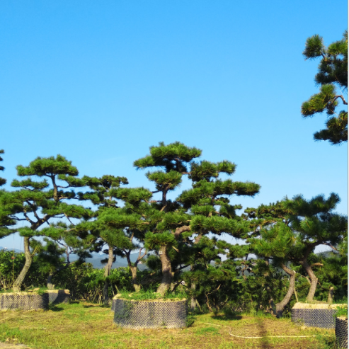 福建黑松造型樹苗 黑松造型樹苗批發(fā) 黑松造型樹苗報價 黑松造型樹苗供應(yīng)商 黑松造型樹苗供銷商