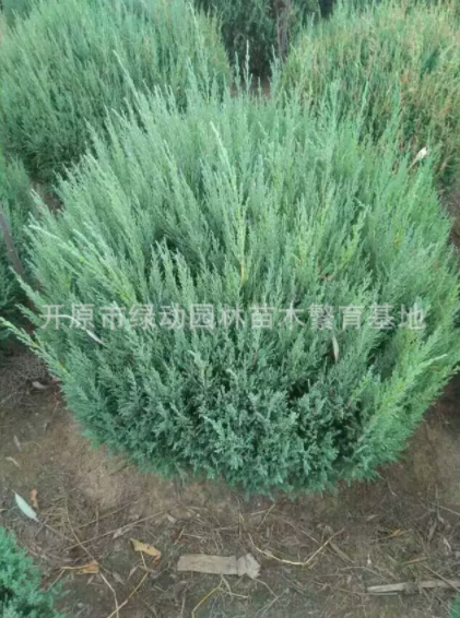 供應(yīng)偃柏球 偃柏 偃柏球價(jià)格 偃柏球基地 偃柏球批發(fā)
