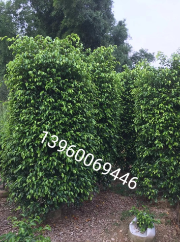 漳州垂葉榕 園林綠化工程 垂葉榕基地批發(fā) 垂葉榕苗木 垂葉榕供應(yīng)商