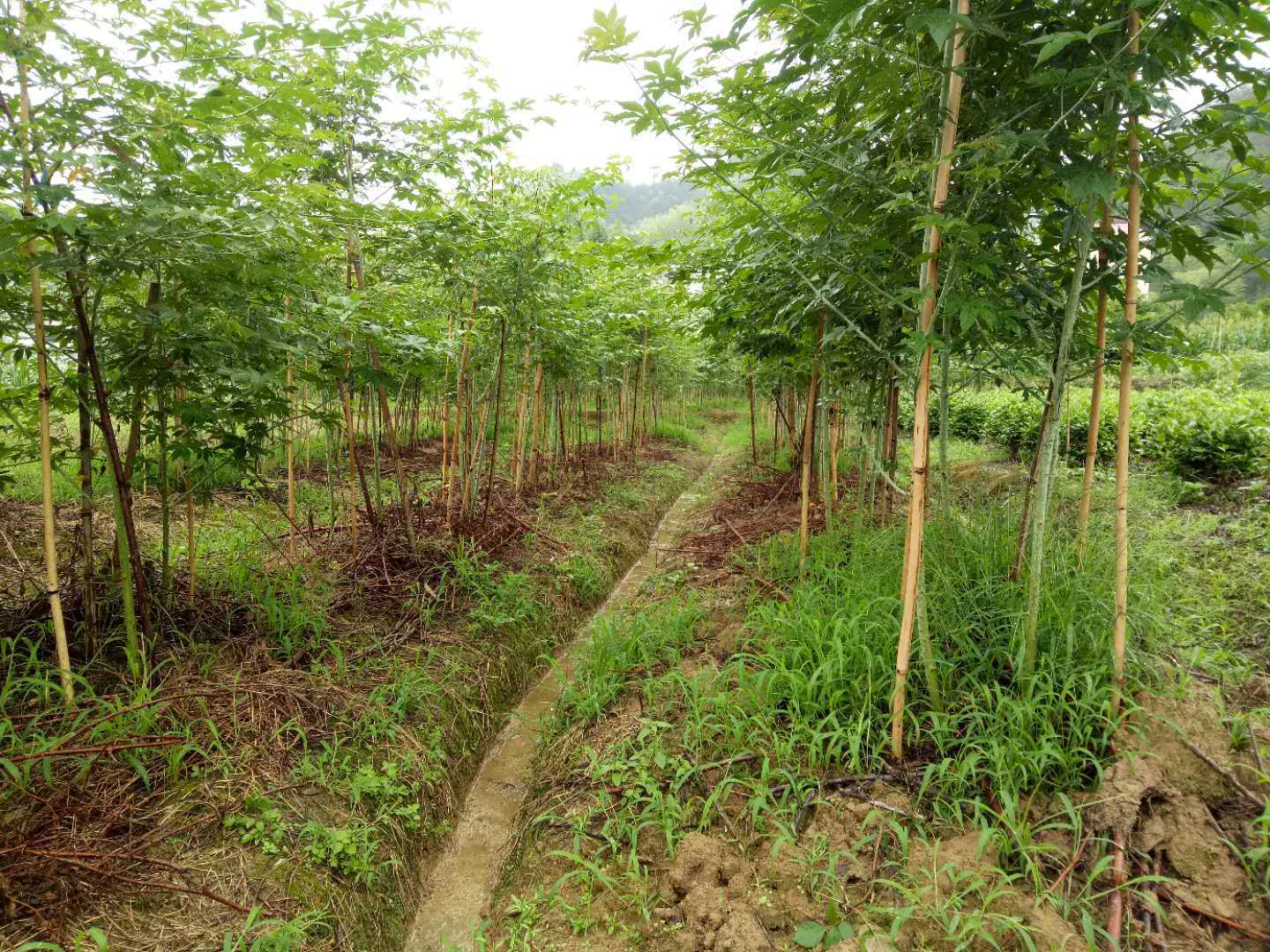 浙江刺兒茶 覆盆子茶 甜茶掌葉甜茶 杭州茶現(xiàn)摘茶刺兒茶