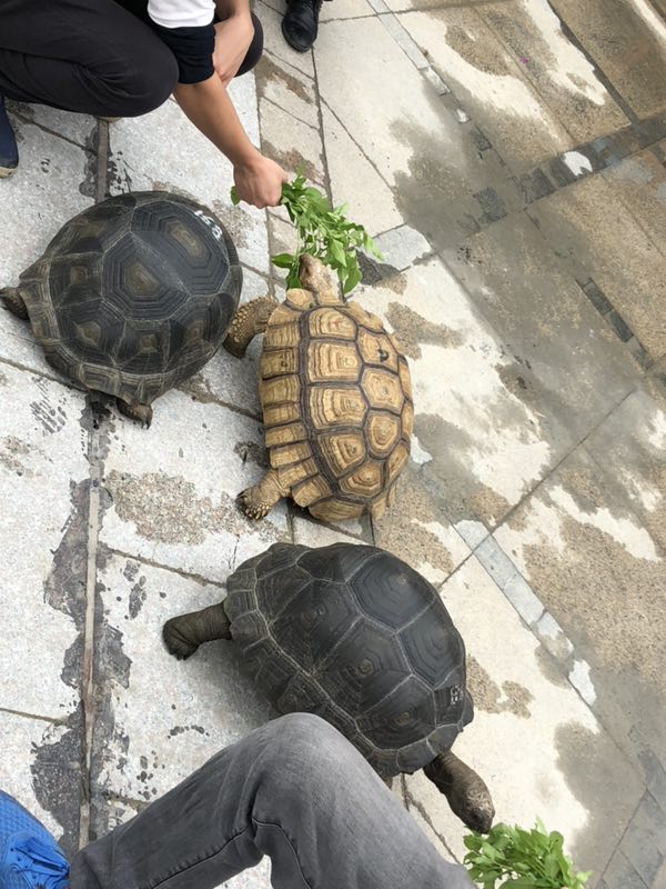 越南大米*龜| 越南花米*龜|養(yǎng)殖基地|產(chǎn)地直銷|批發(fā)價格|供應(yīng)報價|產(chǎn)品圖片