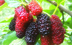 供應(yīng)江西大果桑果肉多批發(fā)種植基地